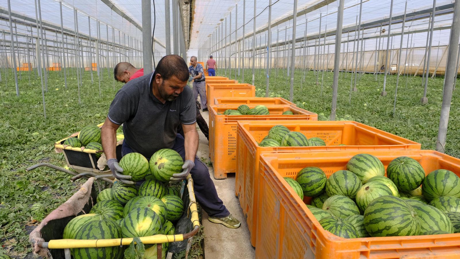 Imágenes de las primeras sandías que salen de Almería esta campaña