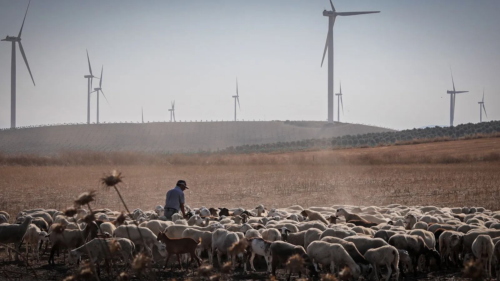 Aerogeneradores del 'Parque Eólico Jerez' con el que hibridará la planta solar promovida por Wigep Andalucía en el término municipal jerezano.