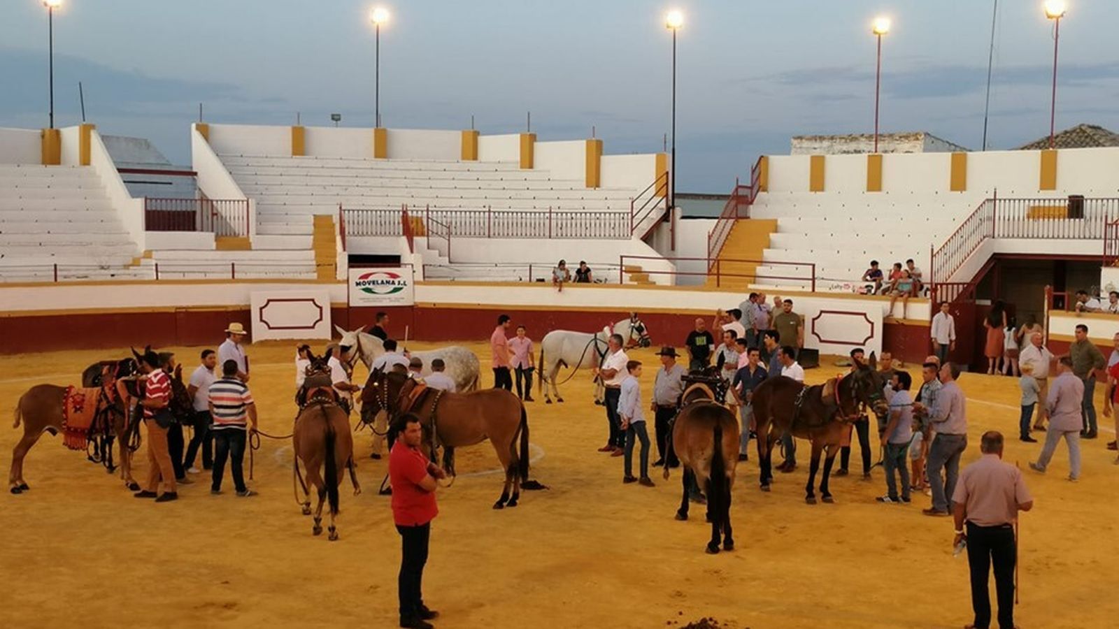 Concurso tiro de piedras con mulos.