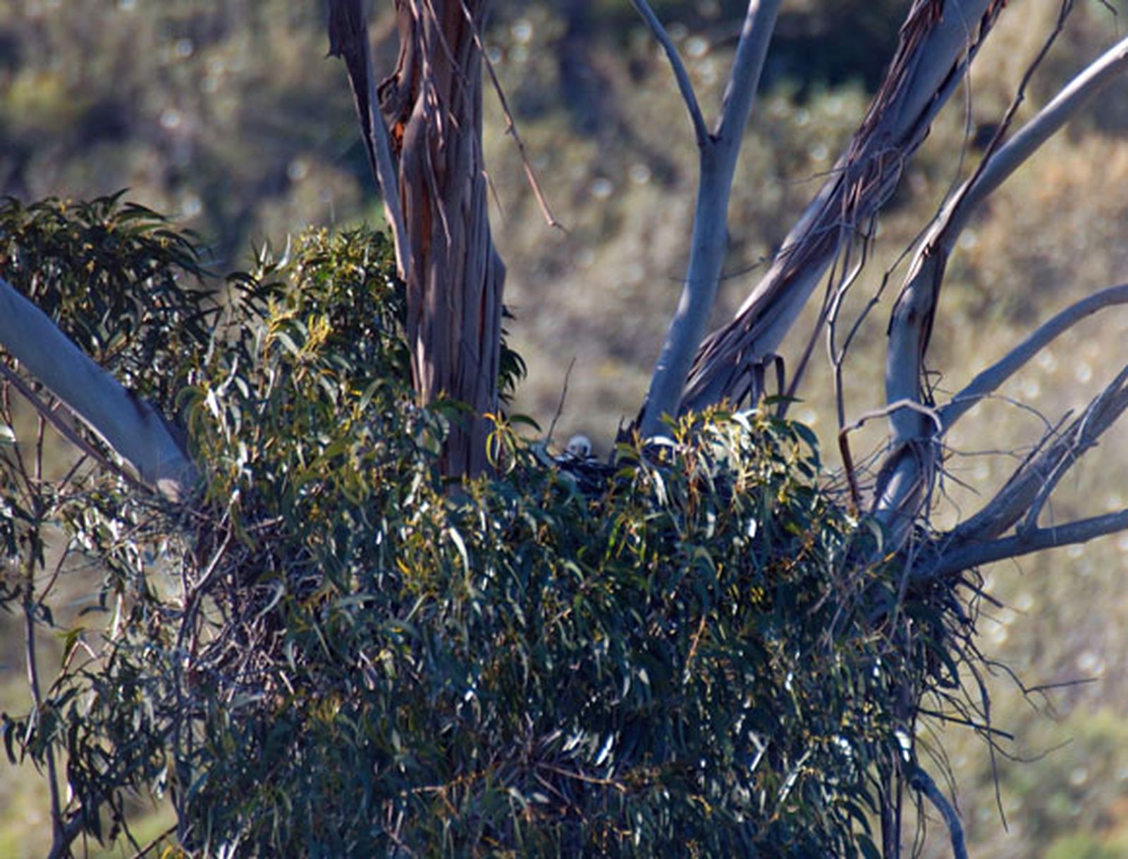 Constatan la presencia de la primera cría de águilas perdiceras en la provincia desde 1990