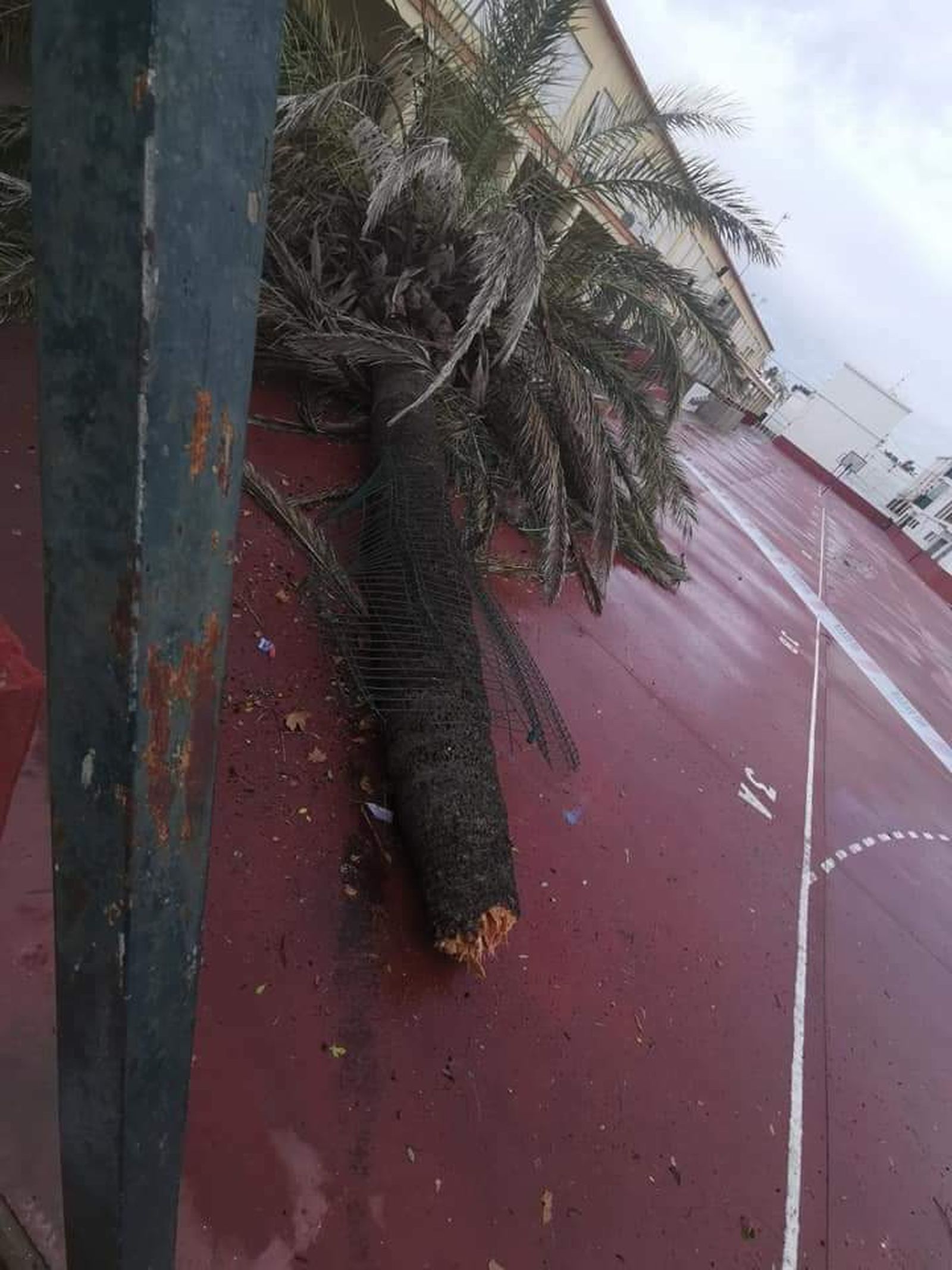 Imagen de la palmera ya sobre el suelo del patio del colegio Sagrado Corazón, donde se puede observar la gran envergadura del tronco.