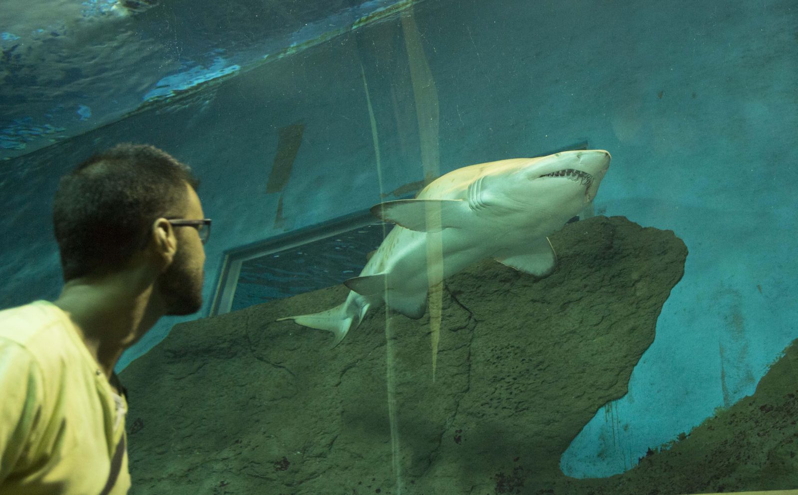 Durante este mes, los adultos podrán visitar el Acuario de Sevilla a 15 euros y los niños a 10.