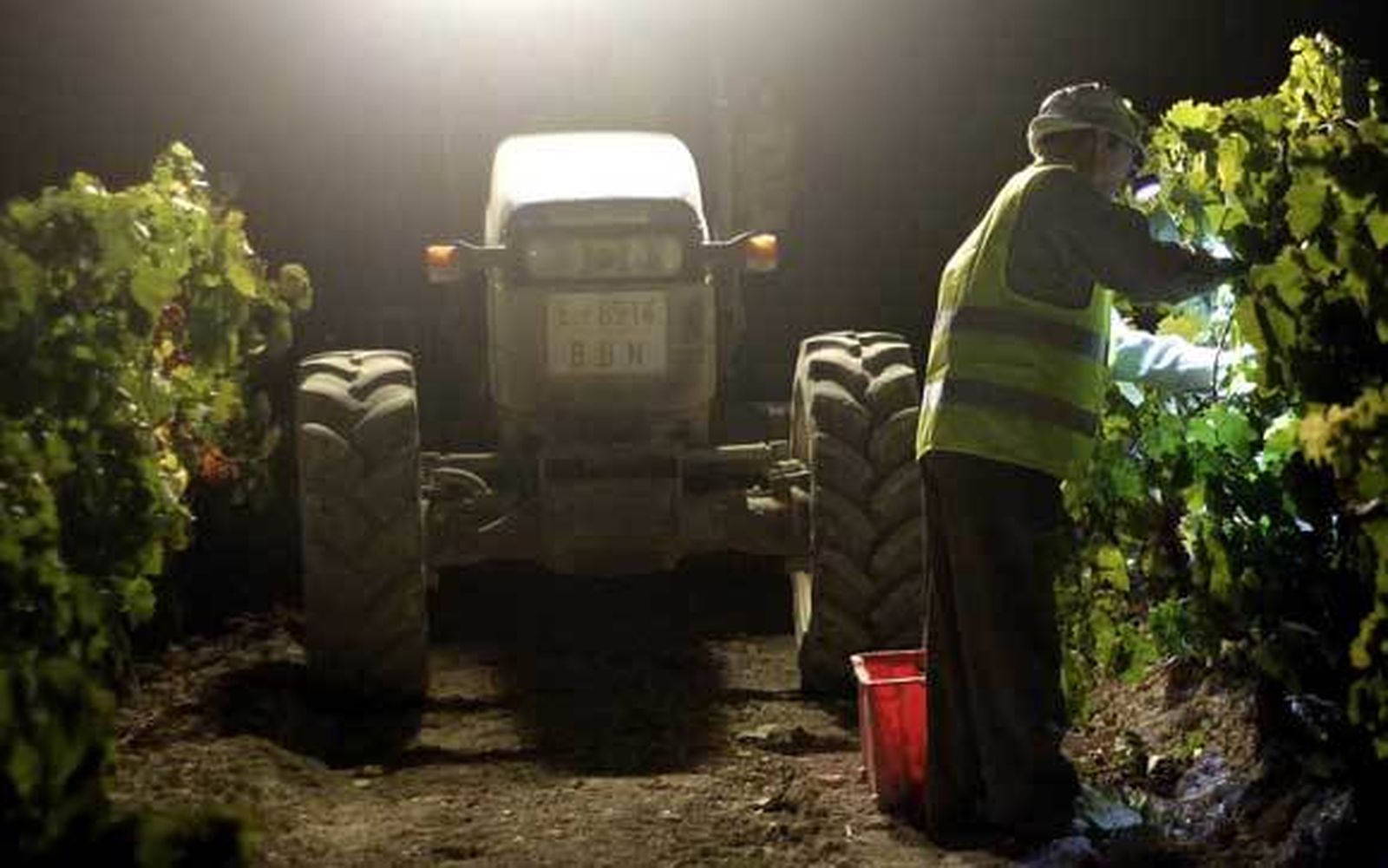 Un vendimiador corta uva a mano en plena noche en la viña La Racha de González Byass. /Miguel Ángel González