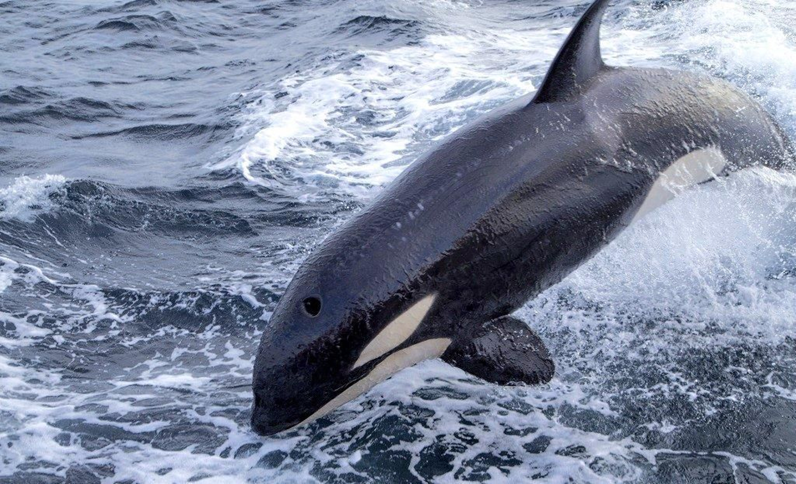 Imagen de archivo de una orca. Imagen de archivo de una orca.