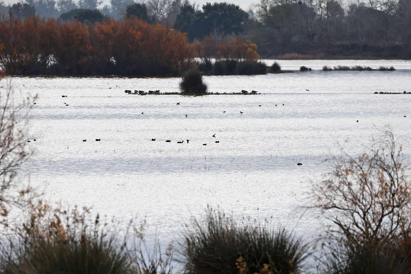 Estado actual en el que se encuentran las Marismas del Rocío tras las últimas lluvias