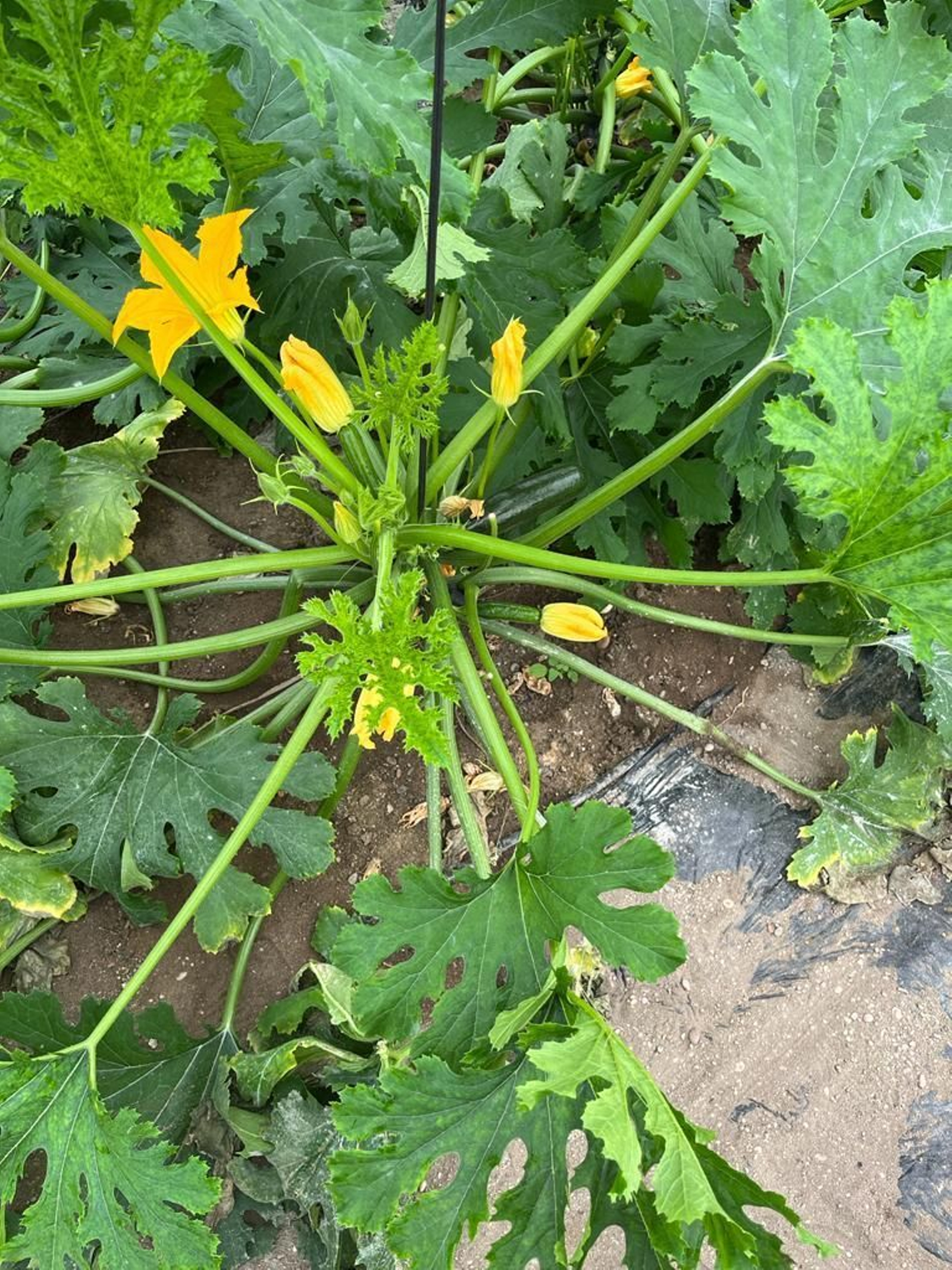 Cultivos atacados por el pulgón, durante la presente campaña.