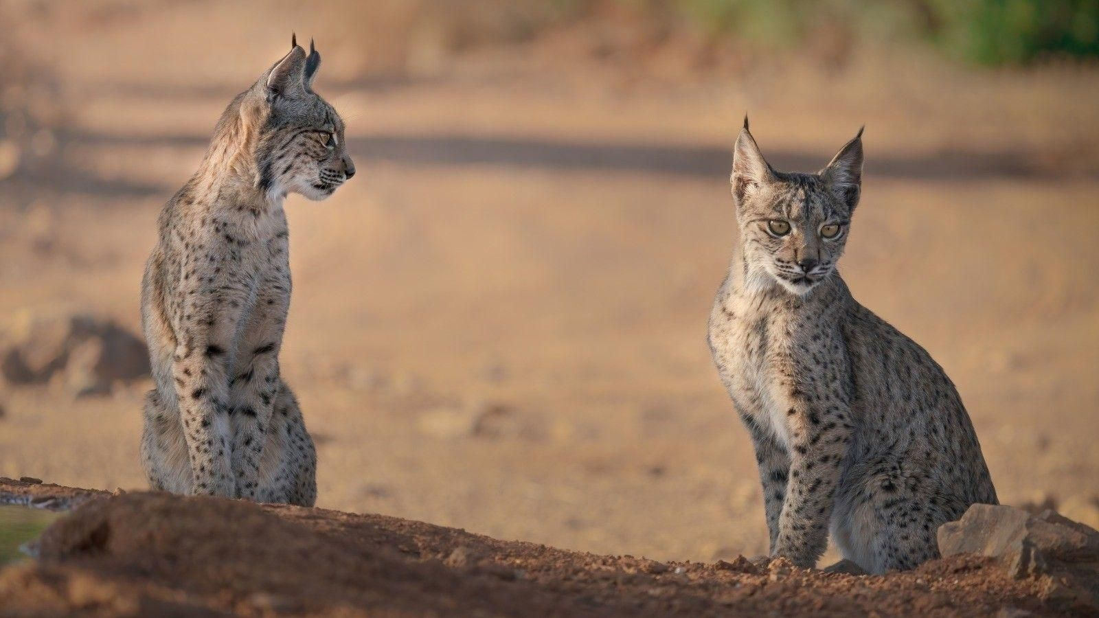 Linces ibéricos en Doñana.