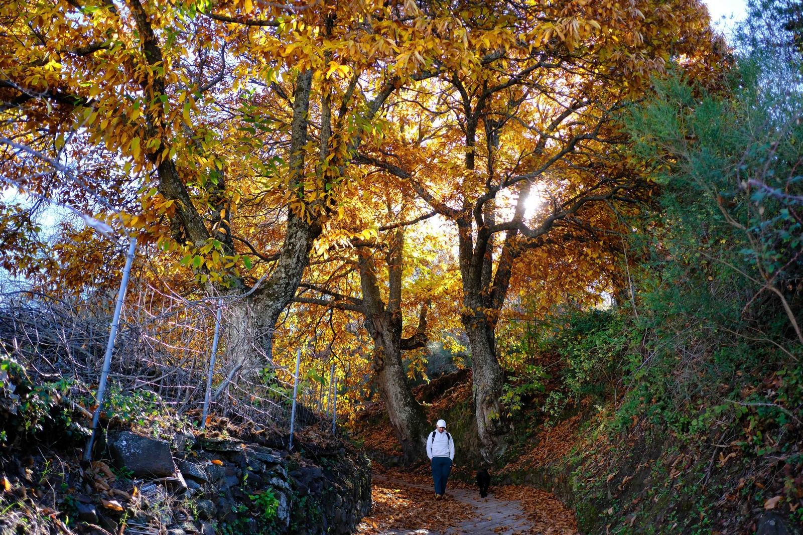 El Bosque de Cobre, en imágenes