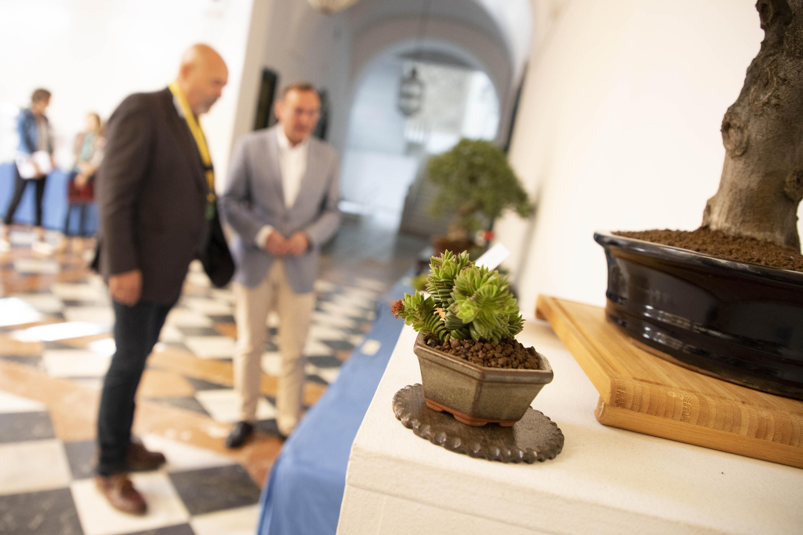 La exposición de Primavera de Bonsái de Córdoba, en imágenes