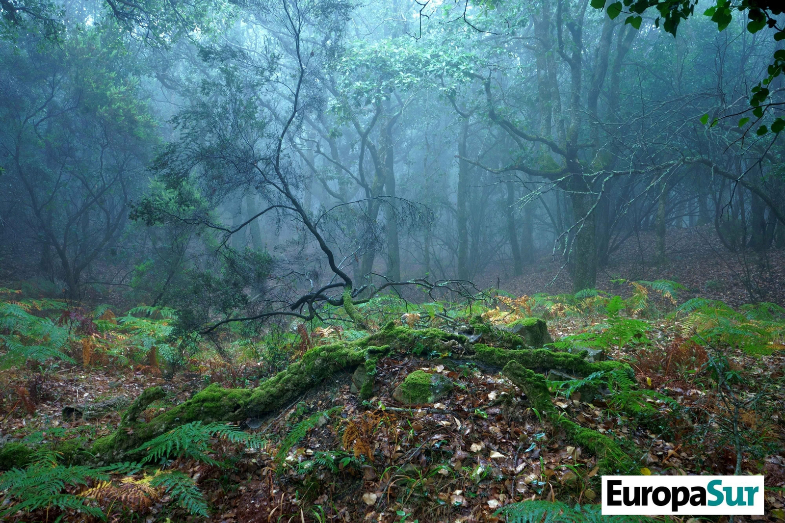 Fotografías de 'El último bosque', por David Coronado