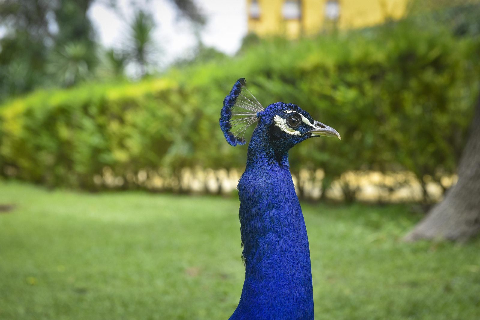 En el corazón del Alcázar de Sevilla: vuelta a la normalidad