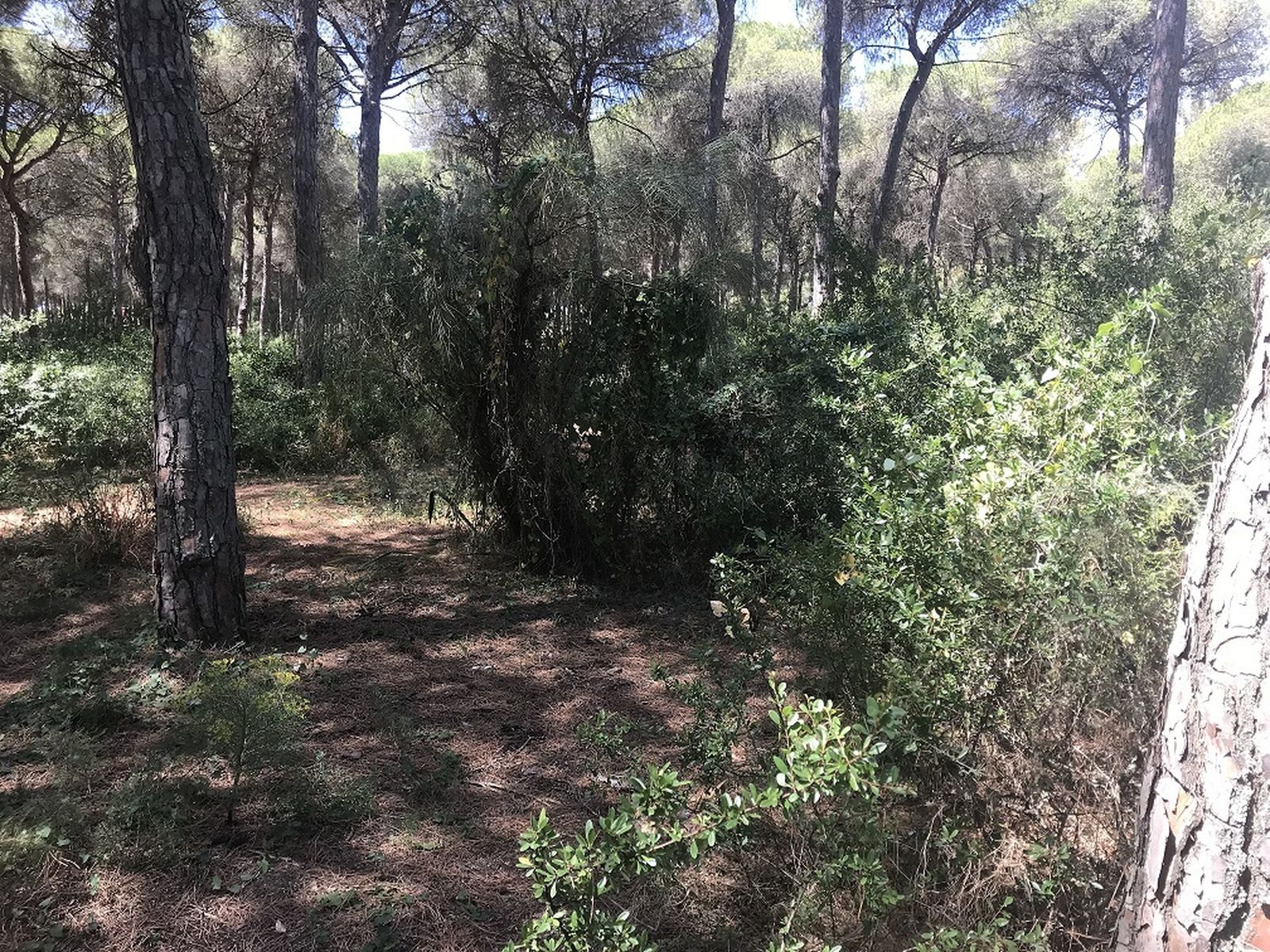 Una imagen del interior de las Dunas de San Antón.