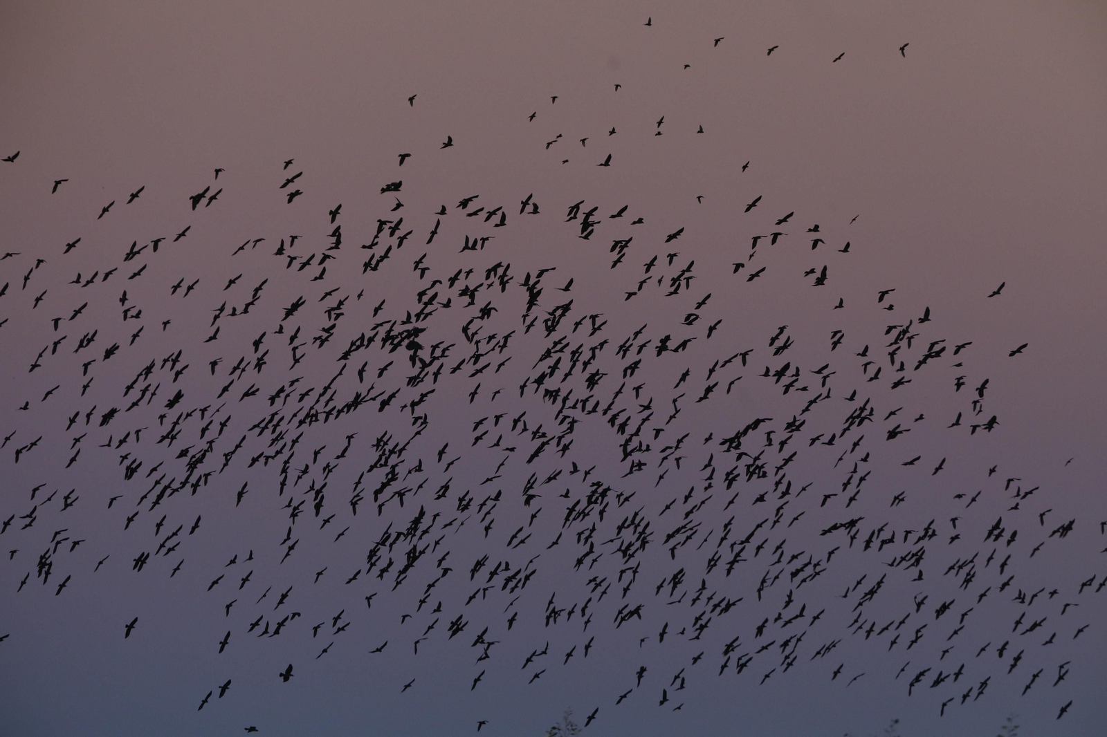 Las aves que habitan en Los Sotos de la Albolafia de Córdoba, en fotografías