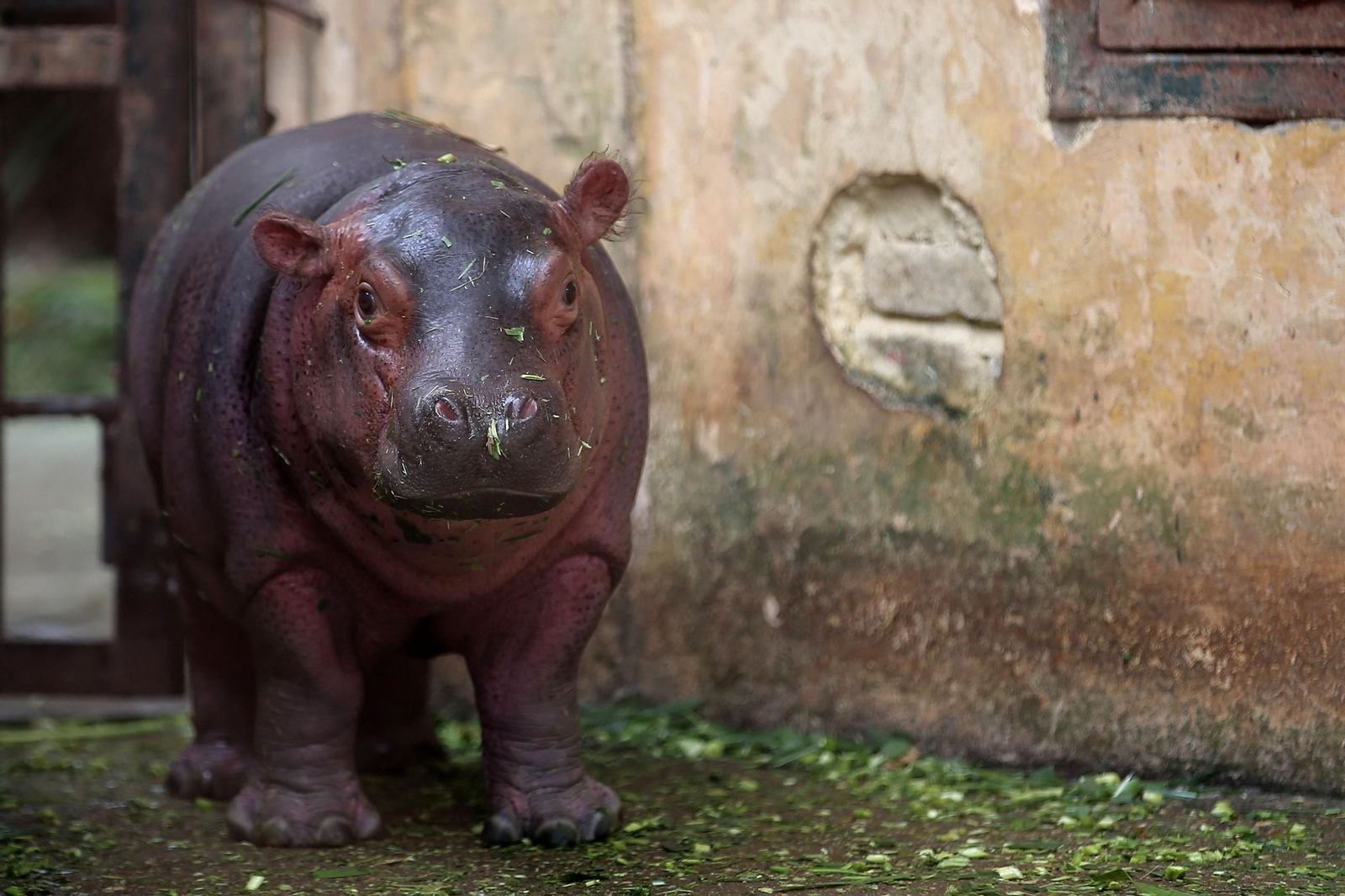 ¡Bienvenido al mundo! Un adorable hipopótamo bebé hace su debut en el zoológico de Hanói, robando corazones con su encanto