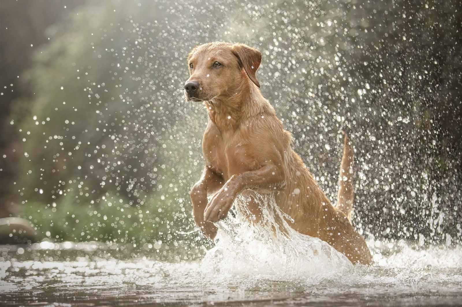 Los viajeros cada vez buscan más poder pasar las vacaciones con sus mascotas.