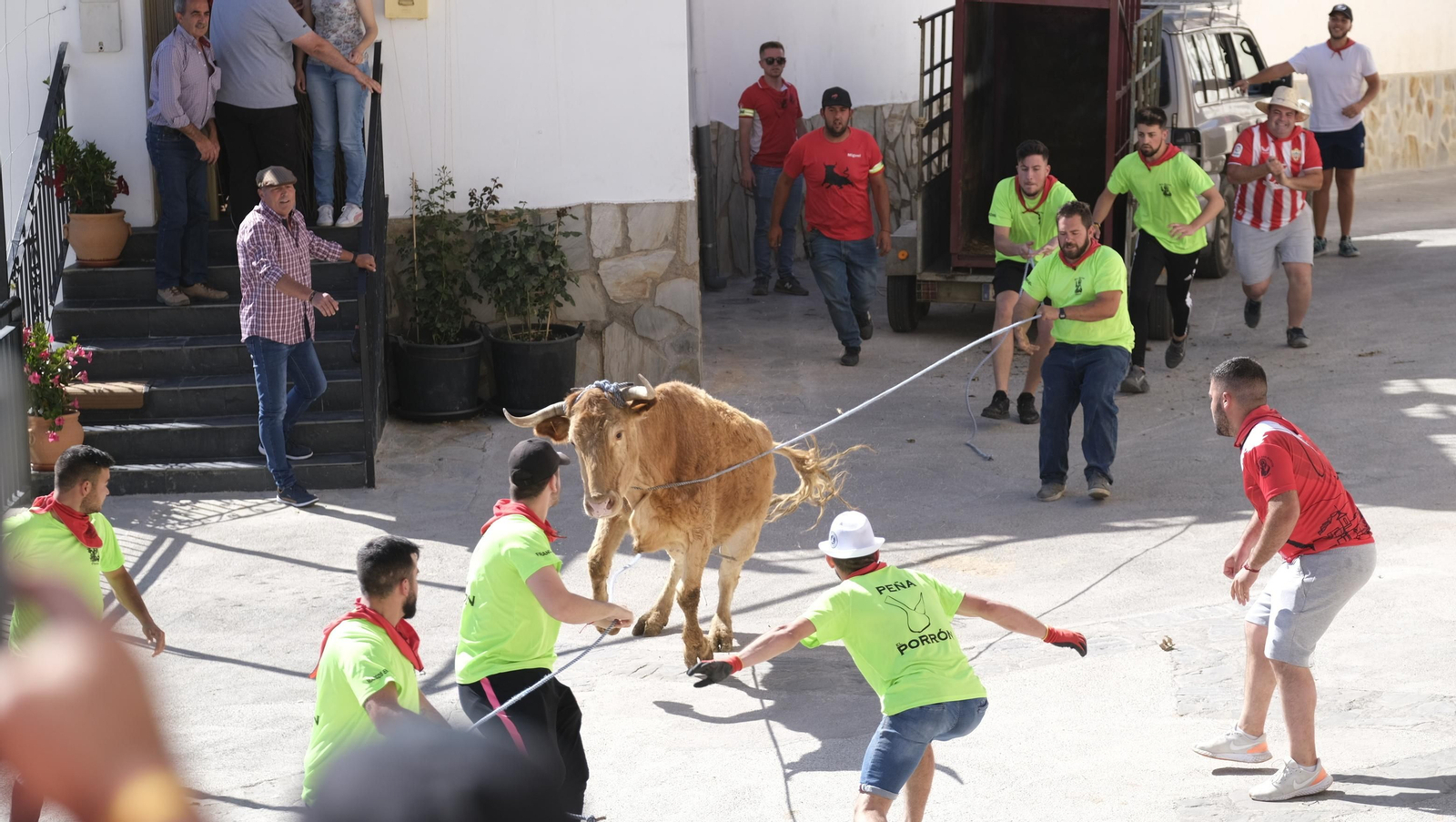 Imágenes de los toros ensogaos y San Marcos, en las Fiestas de Ohanes