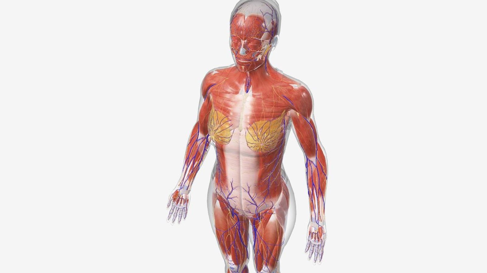 Representación de la anatomía completa del ser humano. Representación de la anatomía completa del ser humano.