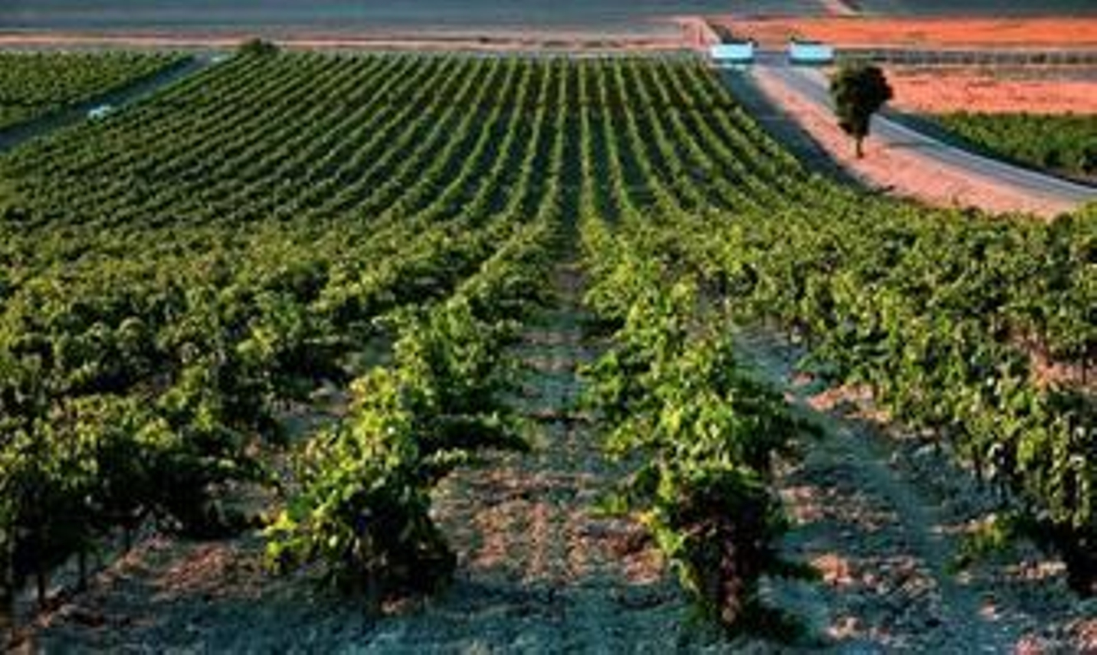 Jerez vive los primeros mostos o vinos del año