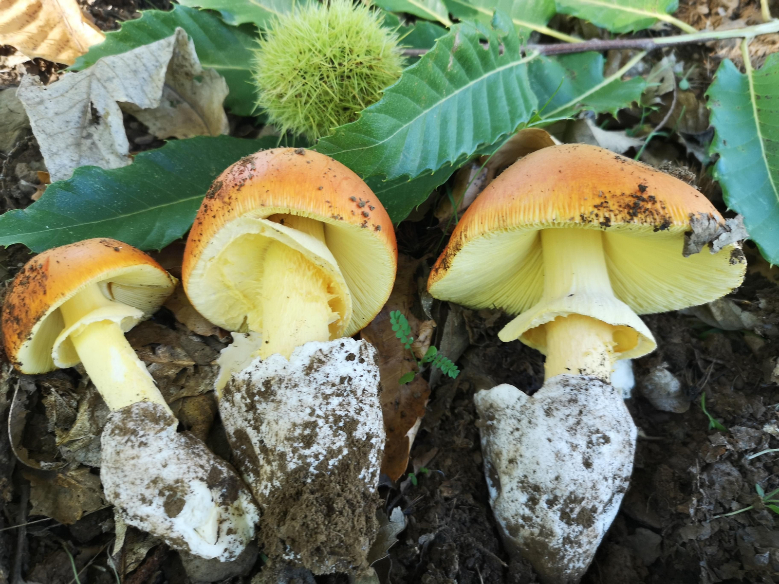La tana ('Amanita caesarea') ha sido de las primeras setas en aparecer en nuestras dehesas.