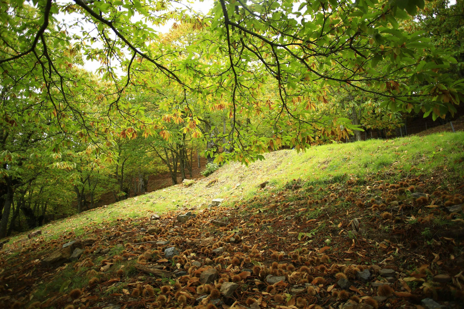 Fotos del Bosque de Cobre en el Valle del Genal.