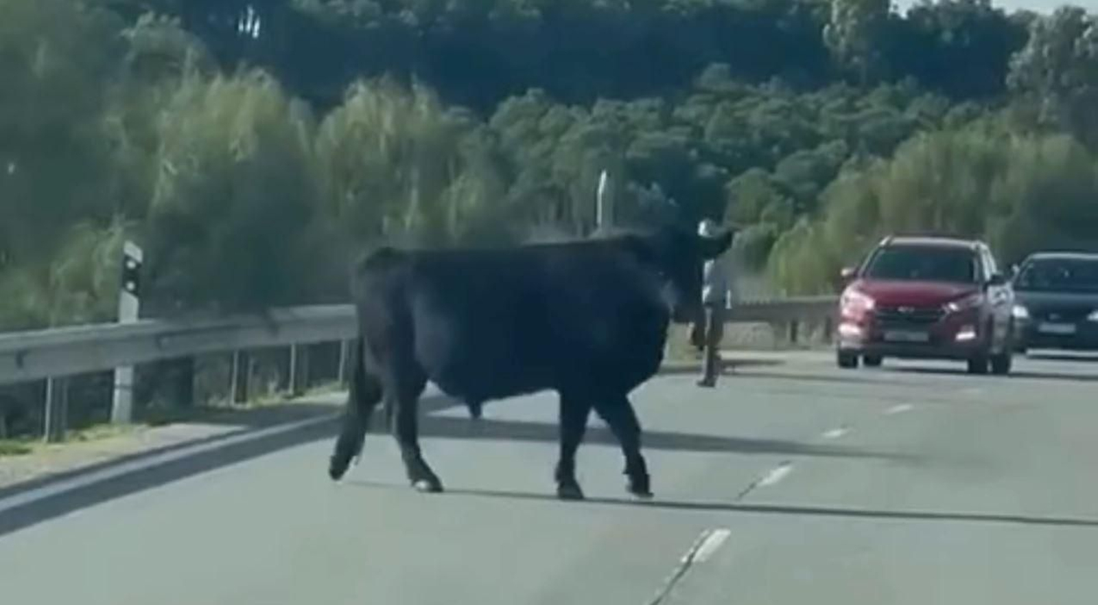 Un toro suelto se pasea por la carretera entre Moguer y Lucena del Puerto