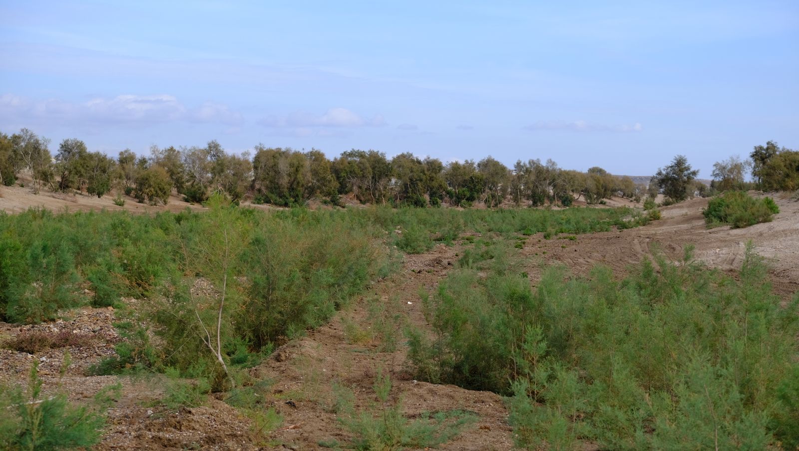 Restauración paisajística de la Rambla Morales, Cabo de Gata. Almería