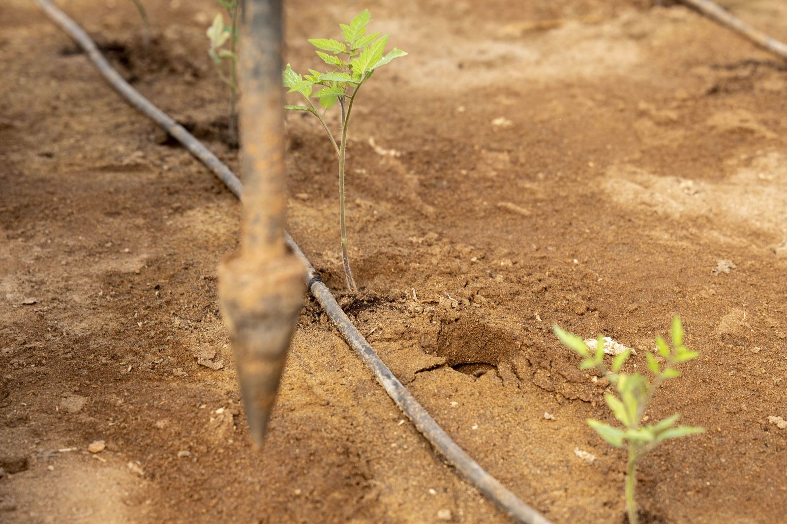 La primavera se planta en invierno entre sandías y tomates almerienses
