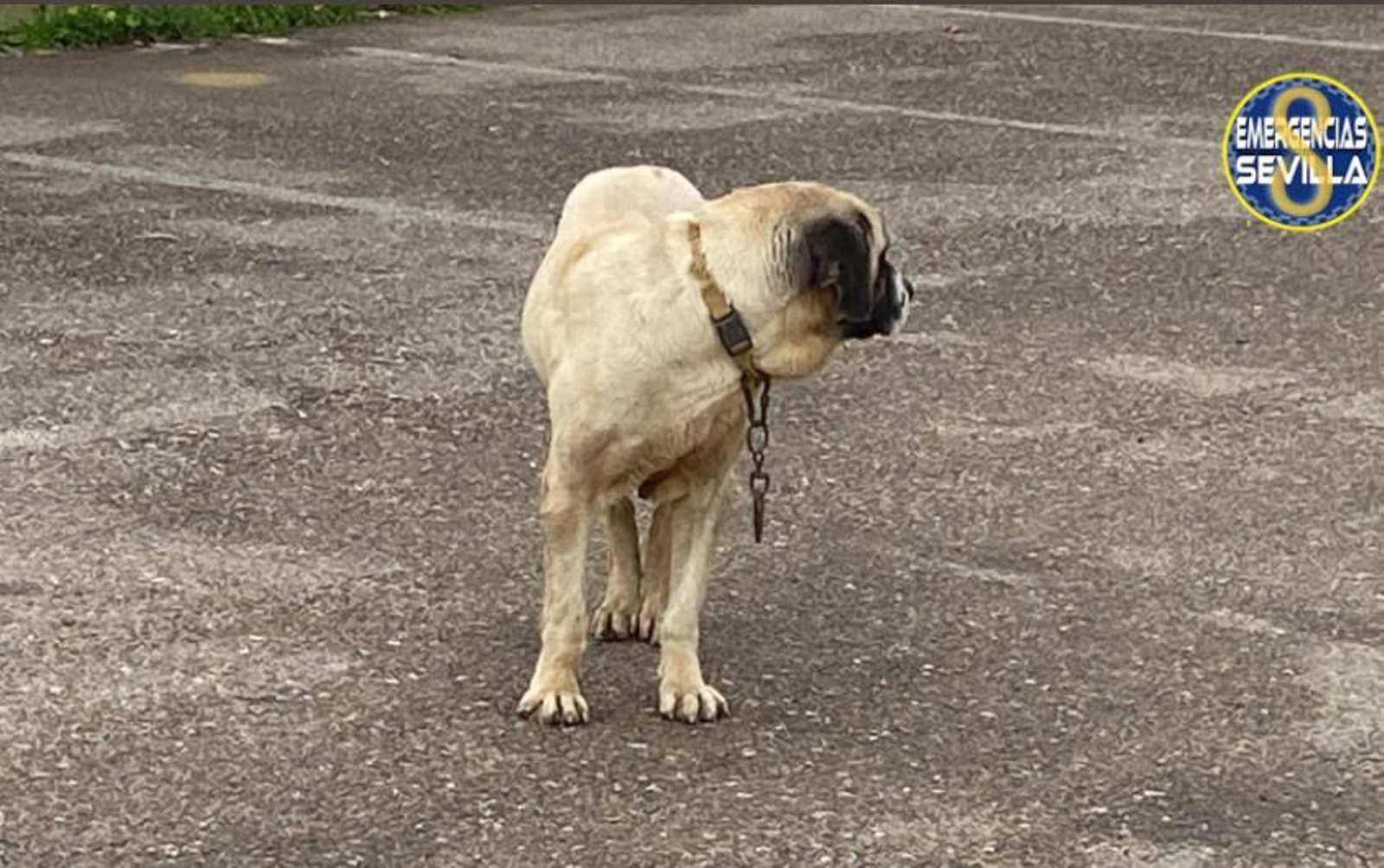 Perro que atacó a una mujer en la Barriada El Avión de Sevilla.