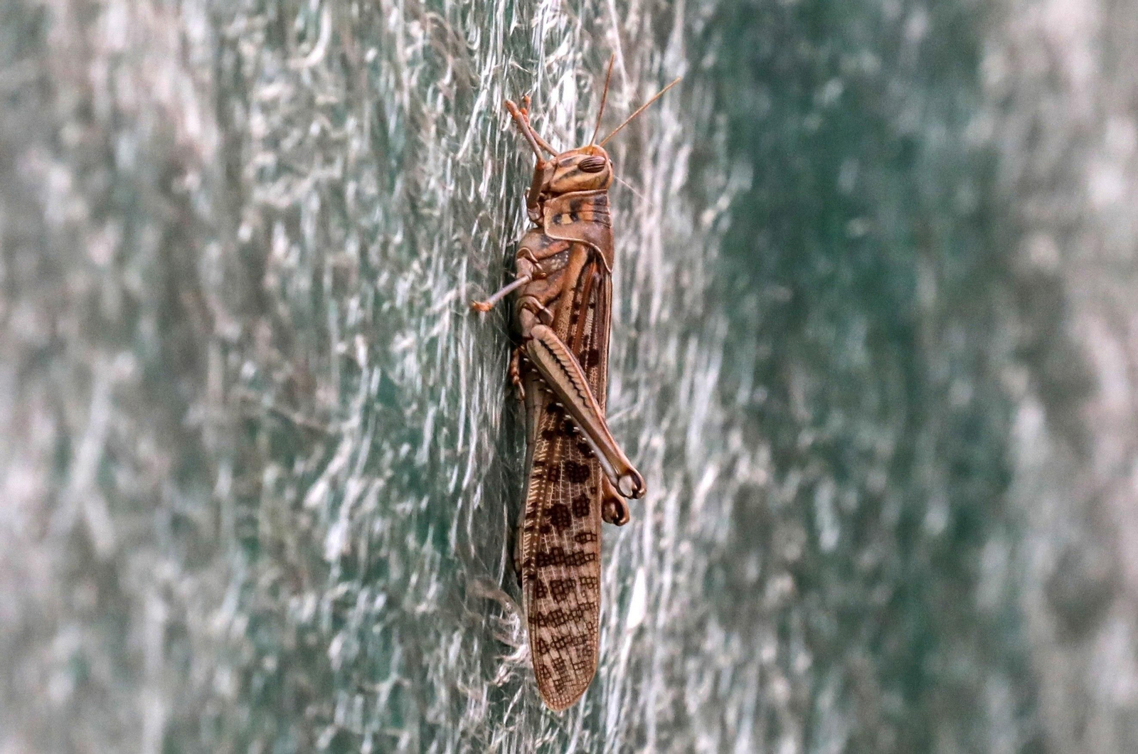 La plaga de langostas del desierto procedente de la India ya ha llegado hasta Nepal.
