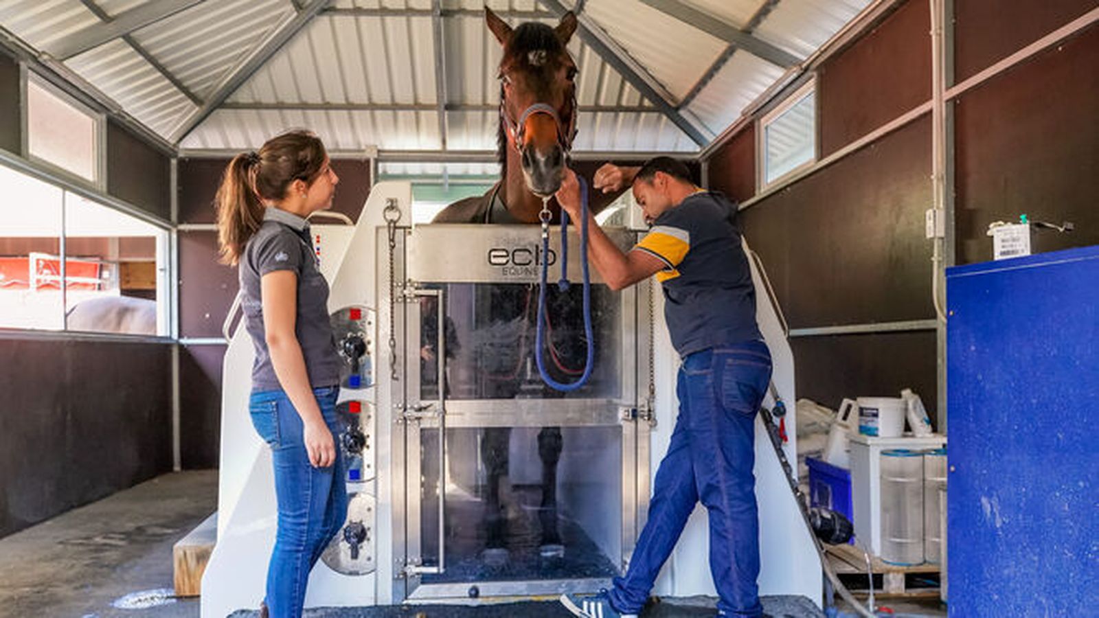 Un caballo es cuidado con agua en el spa de la Dehesa Montenmedio.