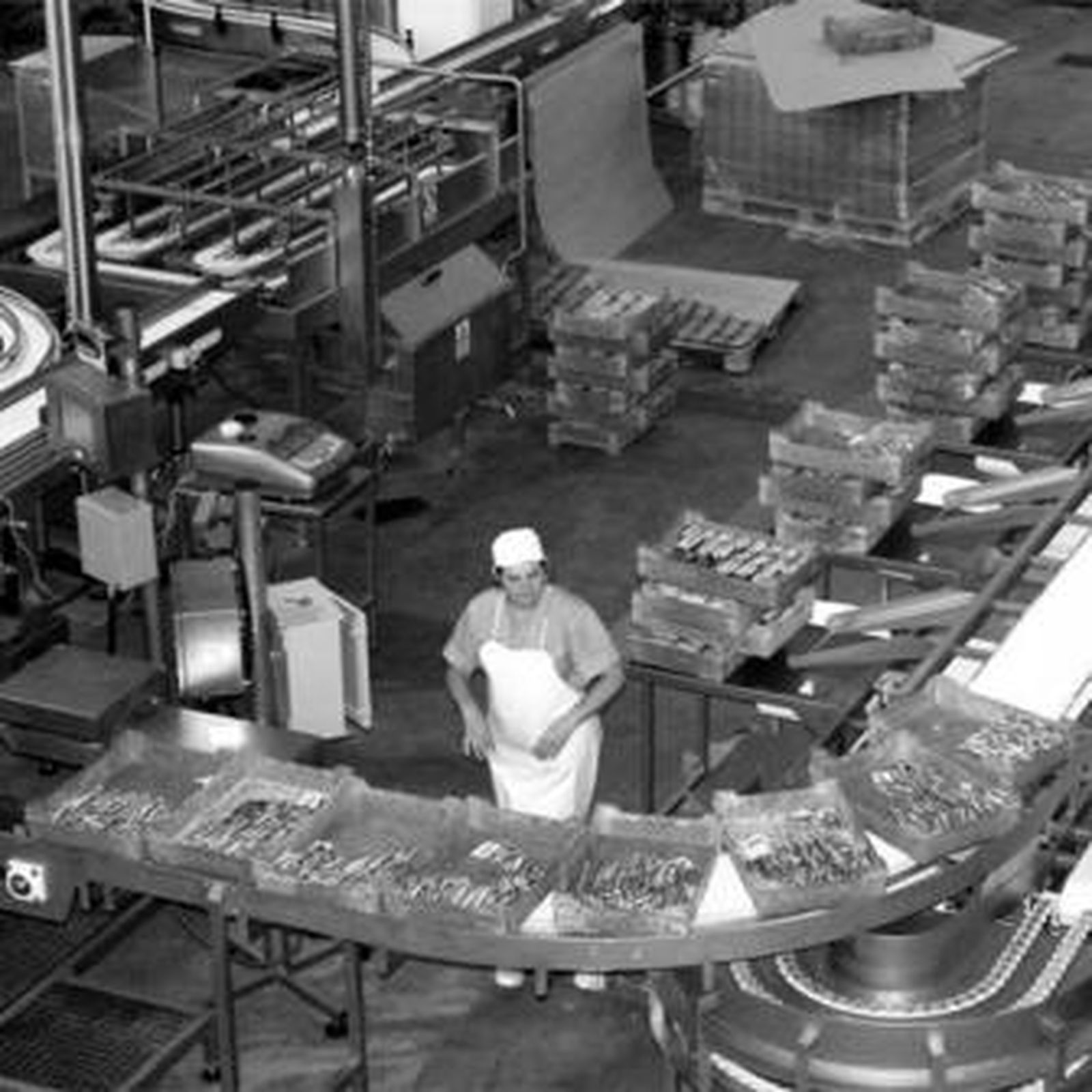 Las primeras cajas de caballa en la planta de la conservera El Rey de Oros en el polígono El Olivar.