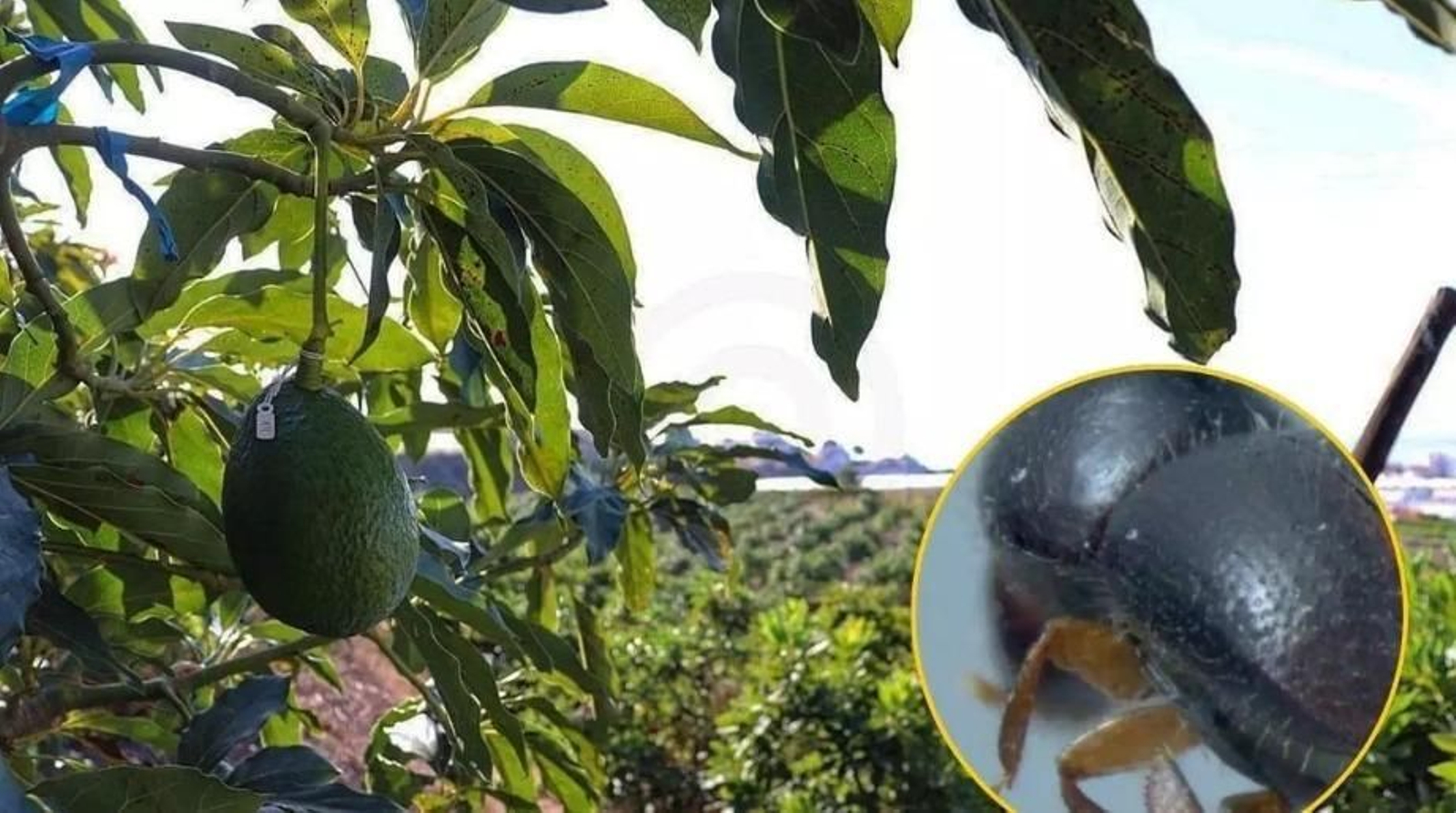 El escarabajo afecta principalmente a los aguacates