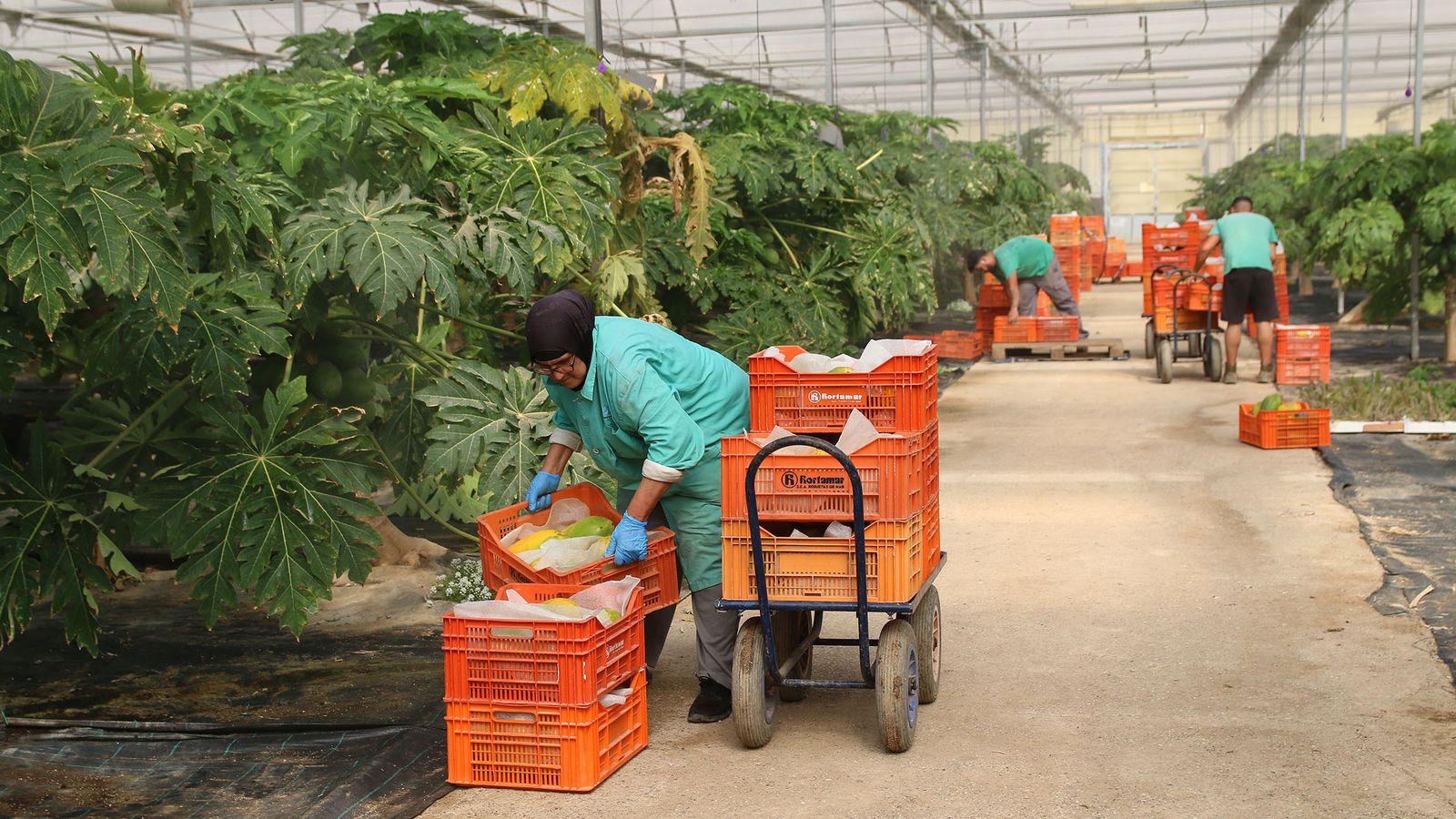 La papaya y maracuyá otras frutas exóticas sobre las que investiga la fundación UAL-Anecoop