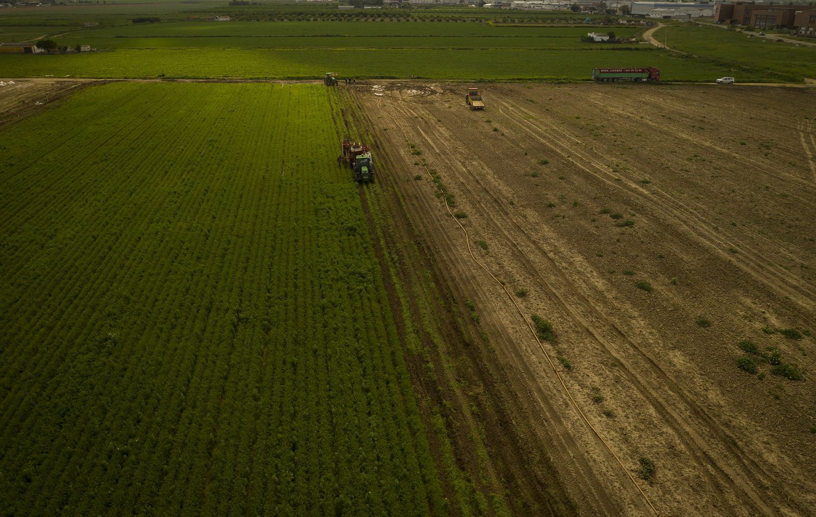 Coronavirus: de la tierra a la mesa