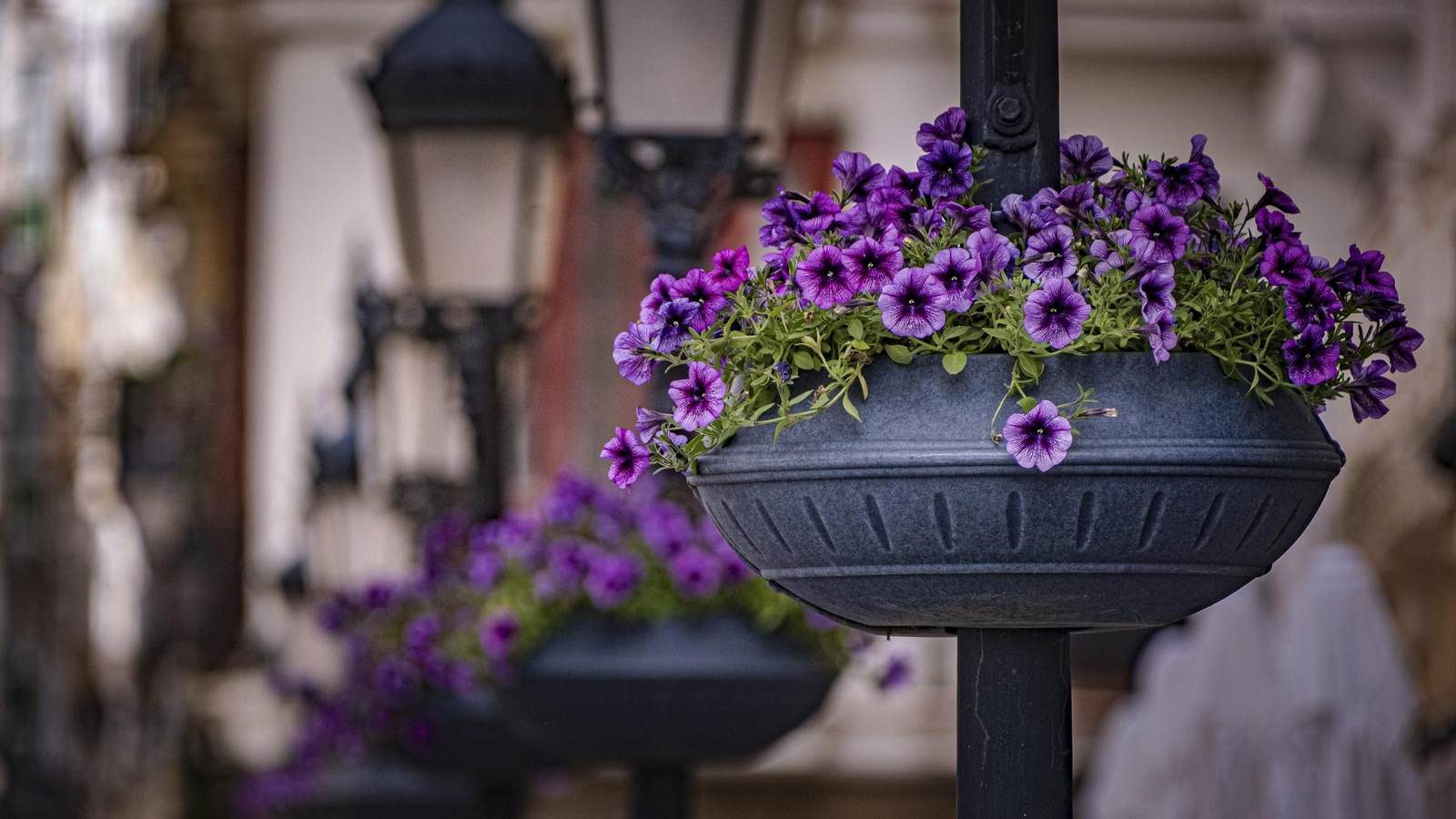 Las imágenes de cómo se prepara la ciudad de Cádiz para la Semana Santa 2025