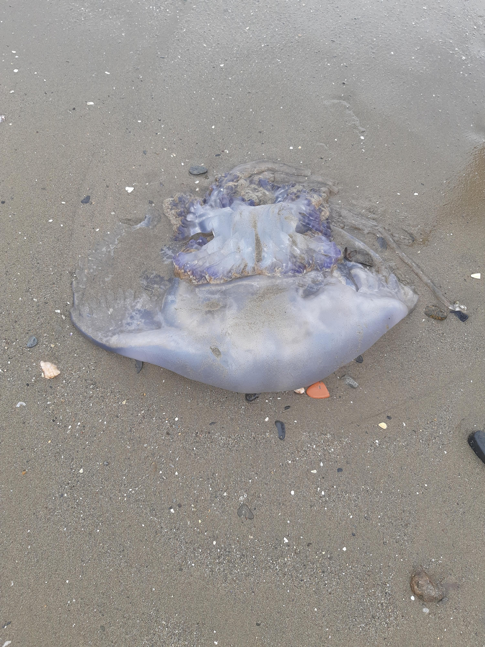 Una medusa varada en una playa de Málaga.