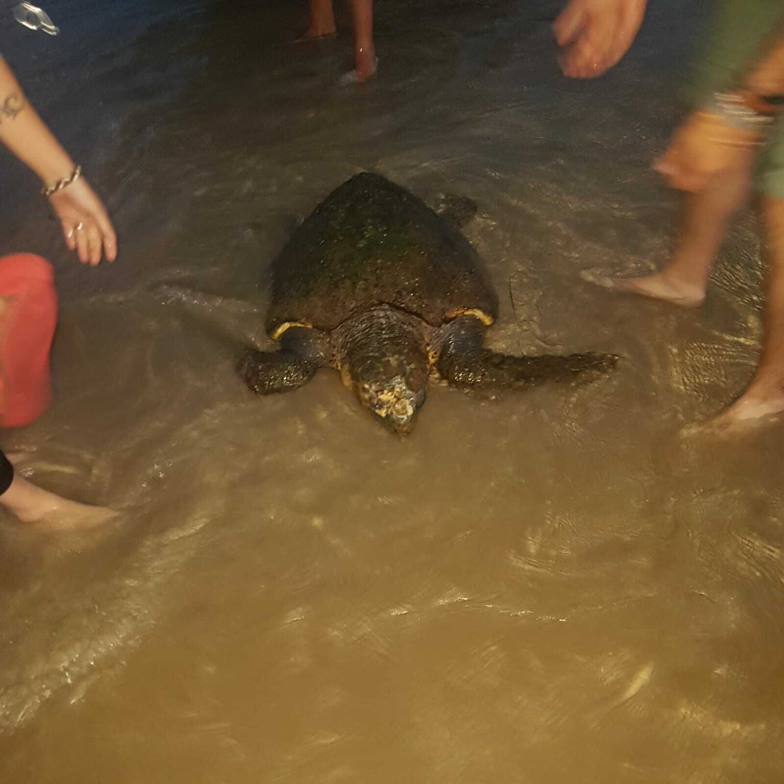 La tortuga boba, de casi un metro de longitud, en la Playa de Santa María del Mar.