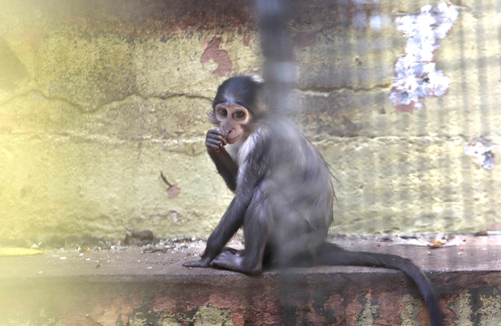 Los bebés del Zoobotánico de Jerez