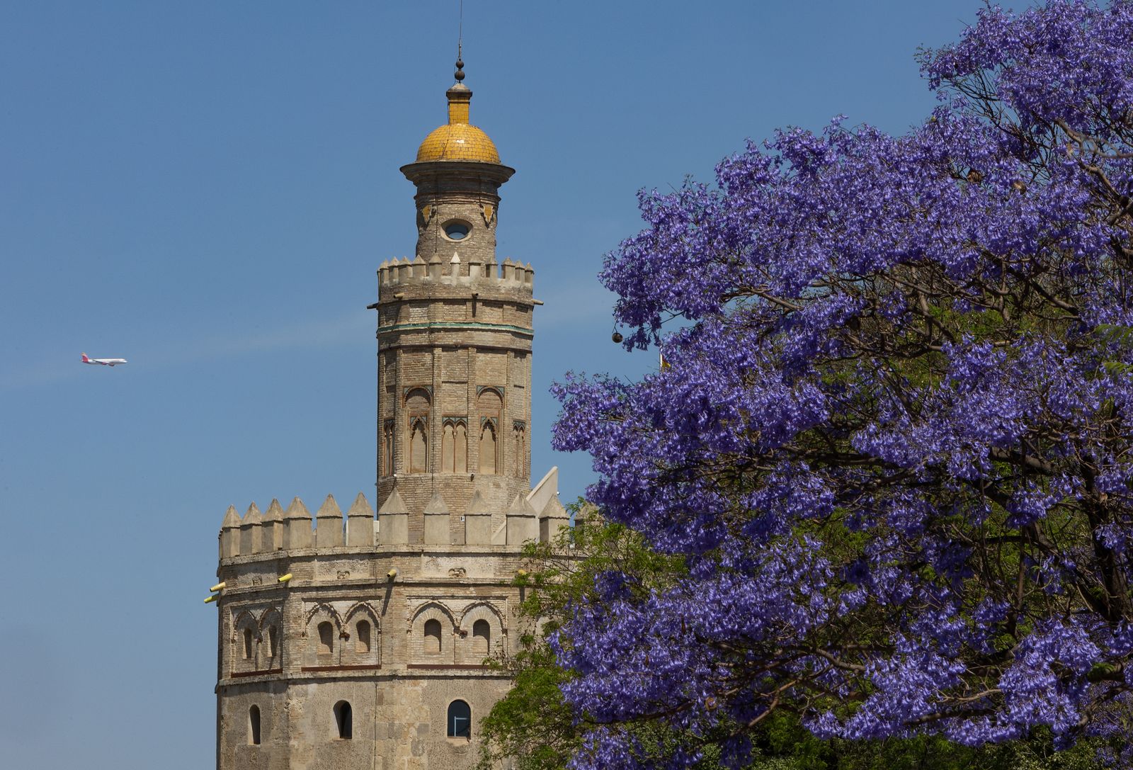 Las jacarandas vuelven a teñir de morado Sevilla