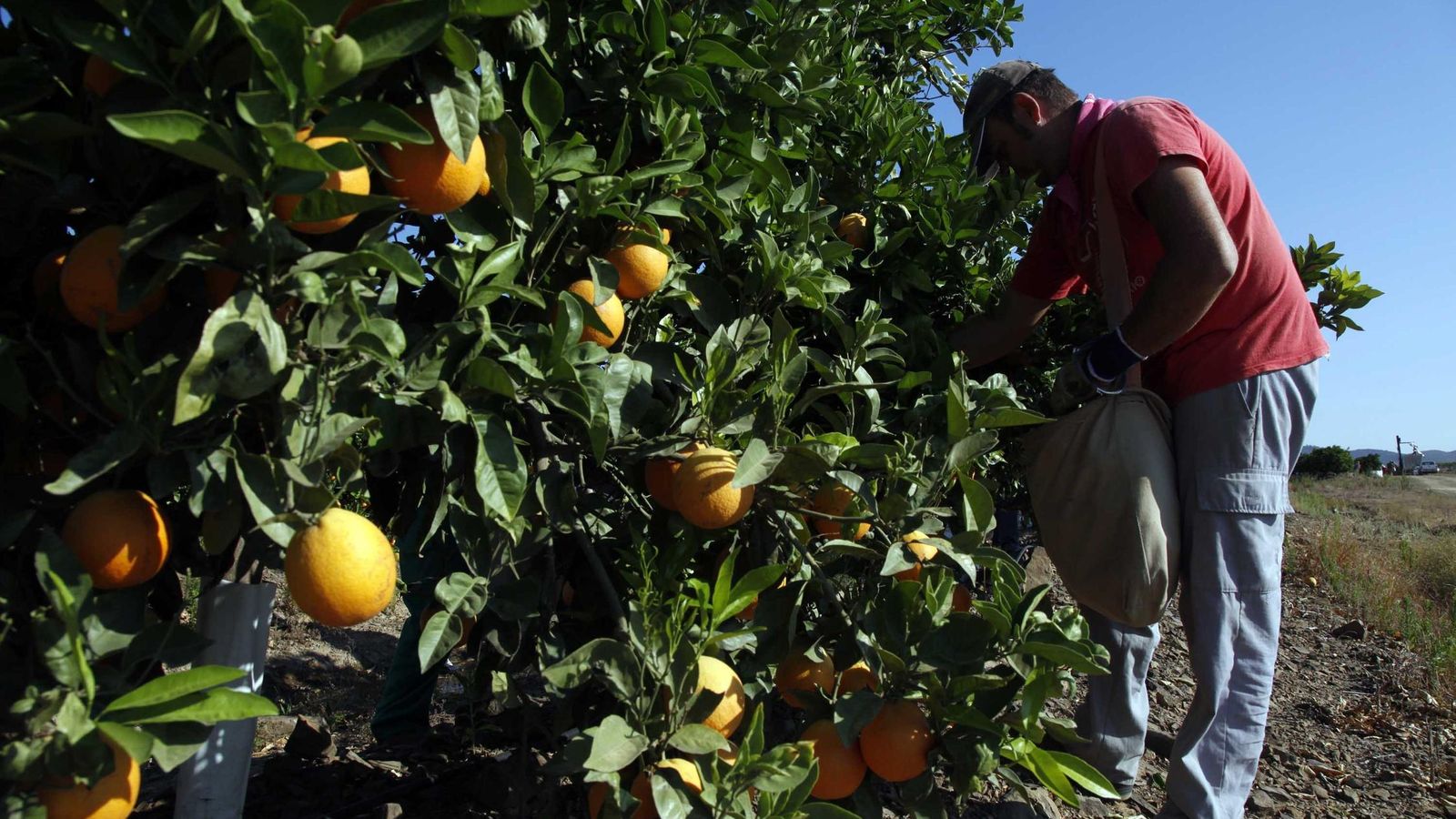 Recolector de naranjas en una finca del Condado