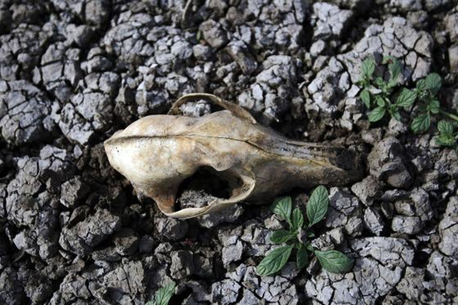 Restos de un animal en la laguna. 

Foto: Fito Carreto