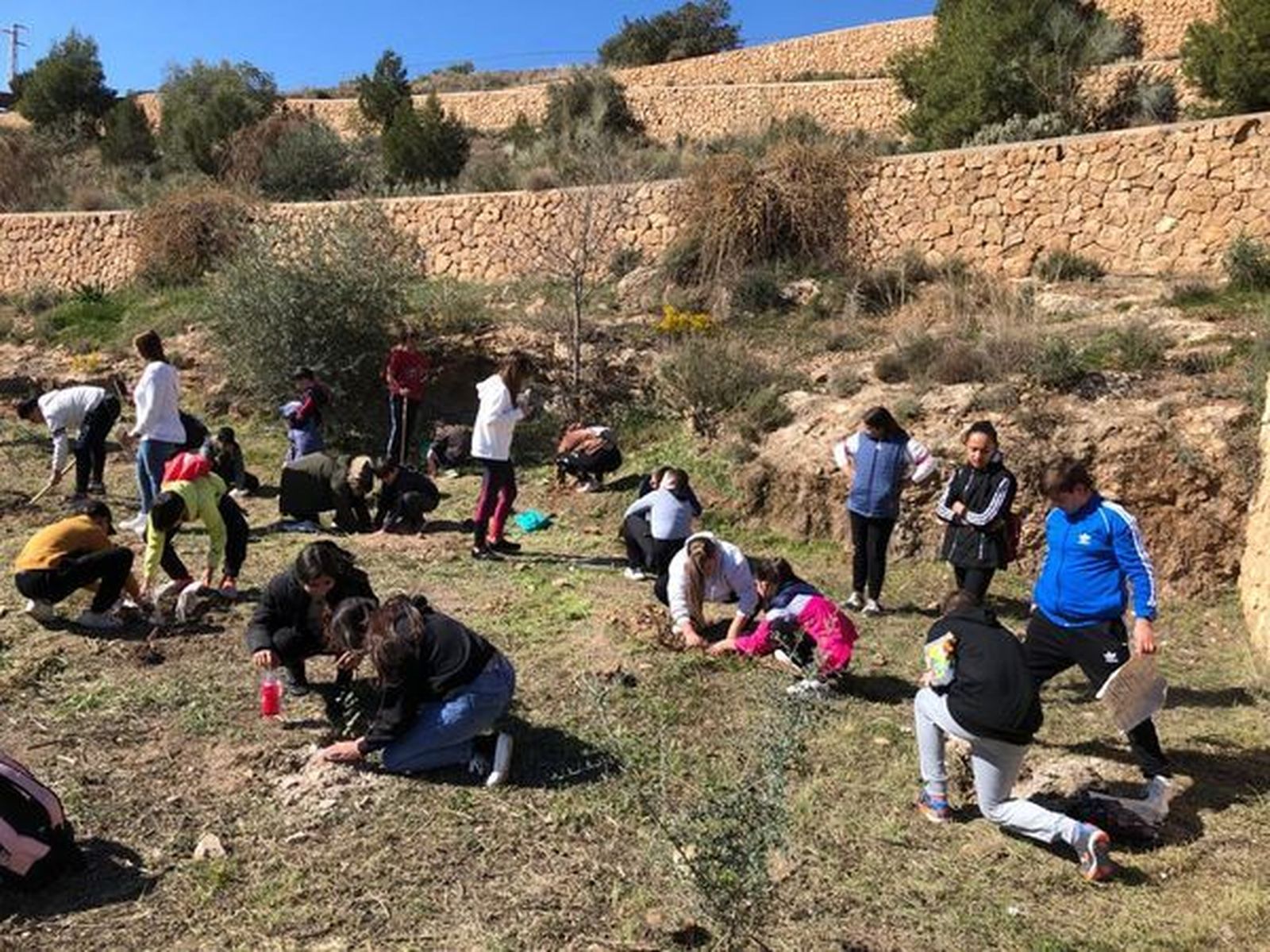 Momento de la plantación de ejemplares de algarrobo en el vivero del IES Sierra de Gádor