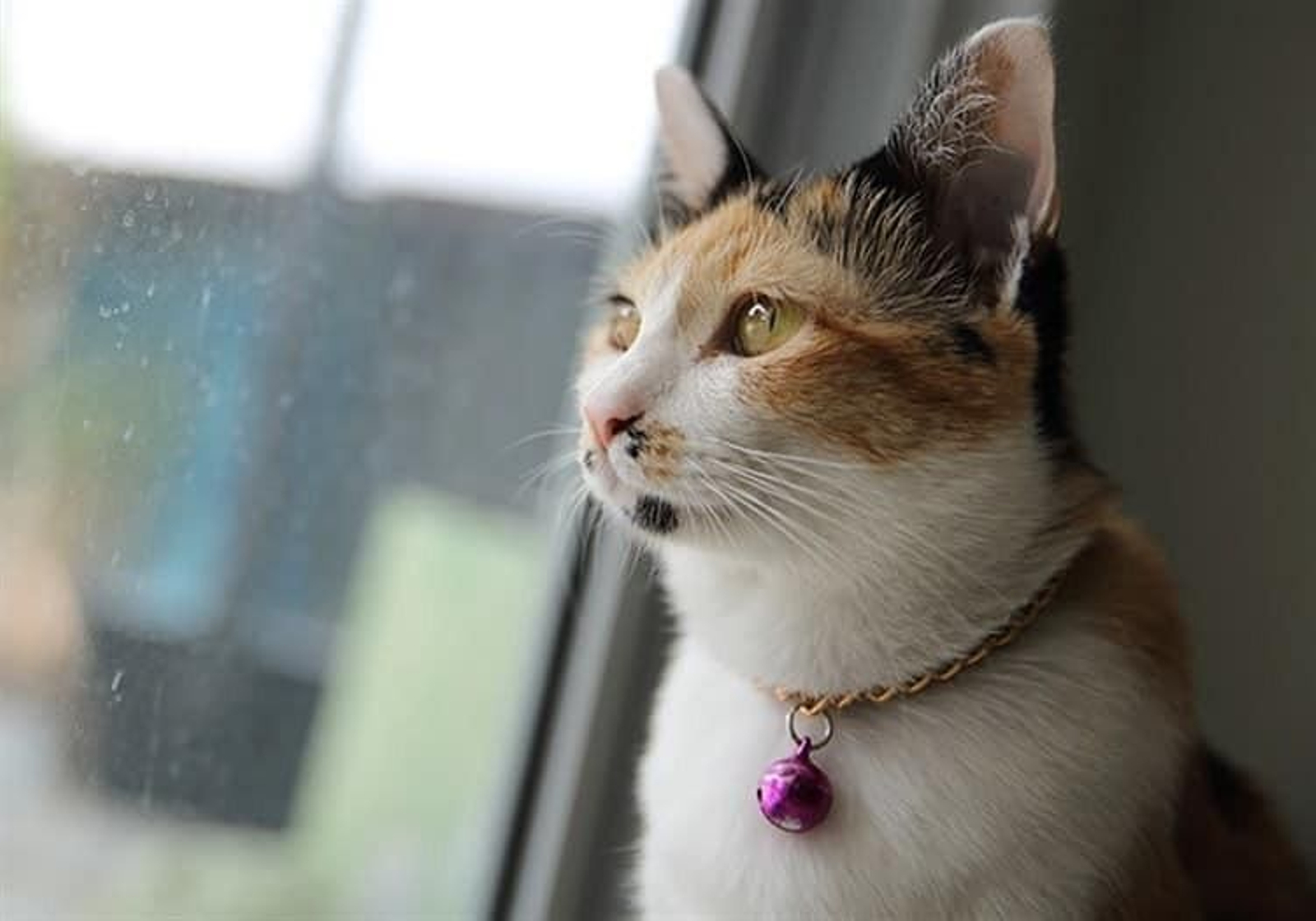 Poner un cascabel a tu gato es un error y aquí te explicamos el motivo