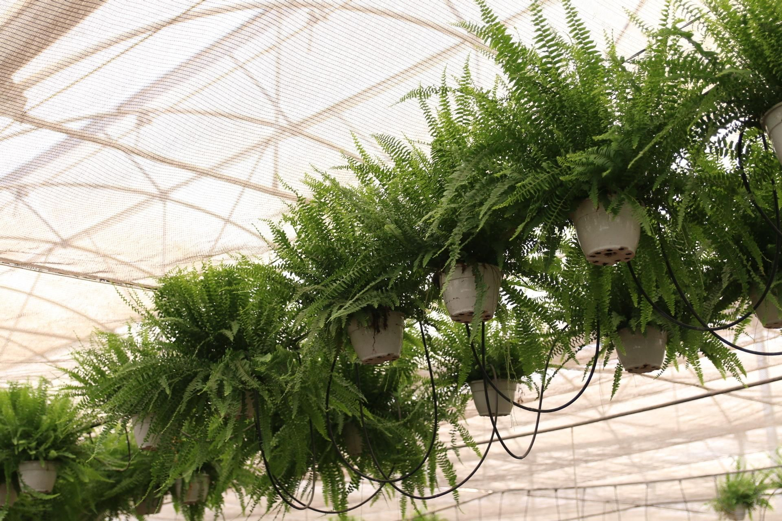 Imágenes de la venta de planta planta ornamental y flor cortada de Vícar