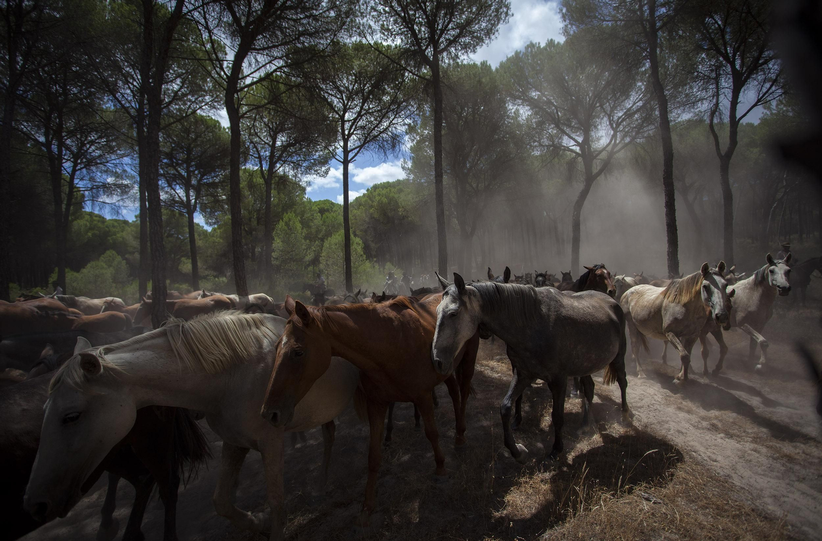 La Saca de las Yeguas, en imágenes