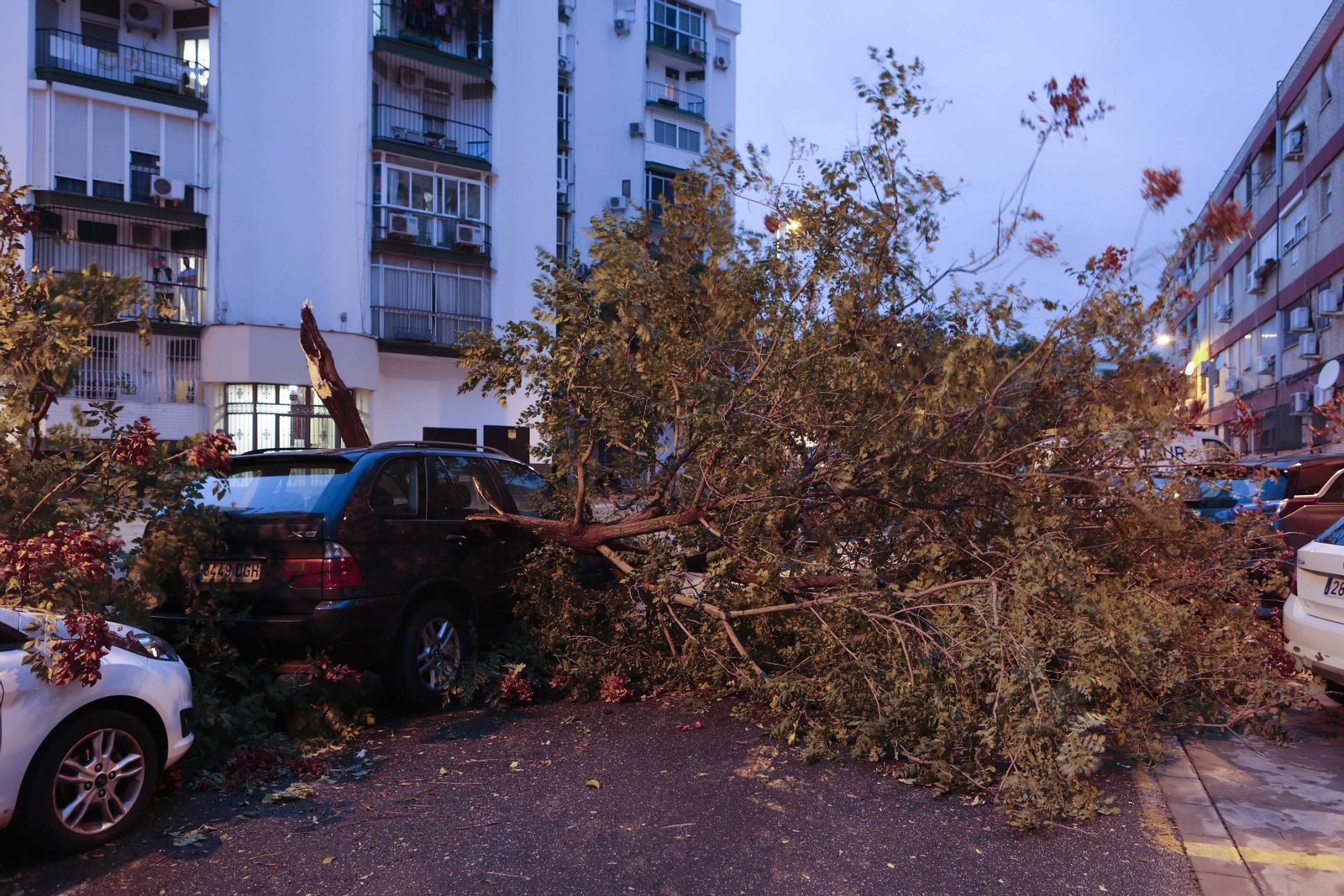Árboles caídos por el temporal de viento y lluvia