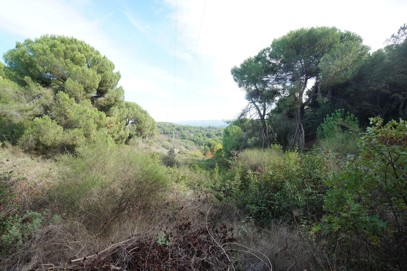 Un paseo en fotografías por el castañar de Valdejetas en la Sierra de Córdoba