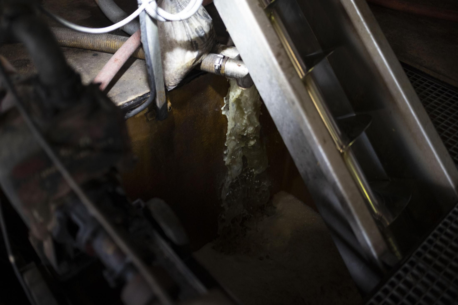 Imágenes de la vendimia en el Condado de Huelva