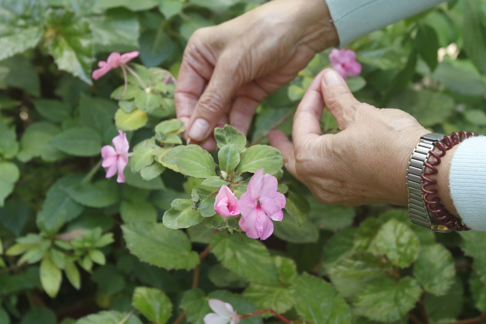 Las fotografías de los Patios de Córdoba en otoño