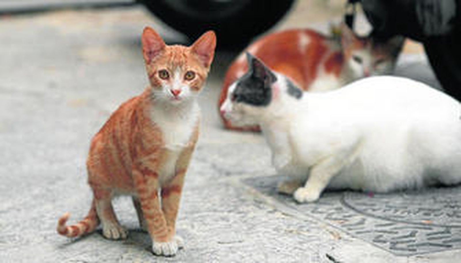 Varios gatos que viven en la calle.